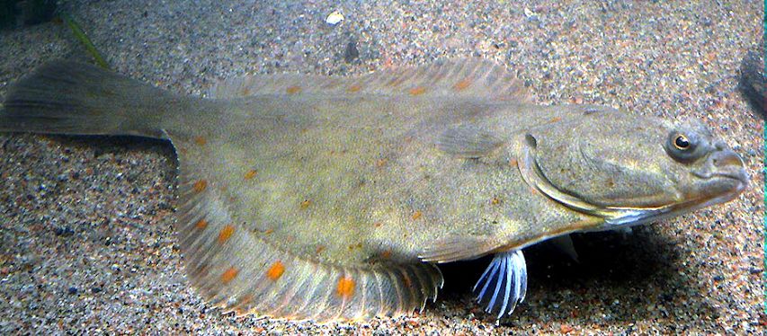 Platichthys flesus_03.jpg